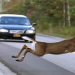 Deer Accidents